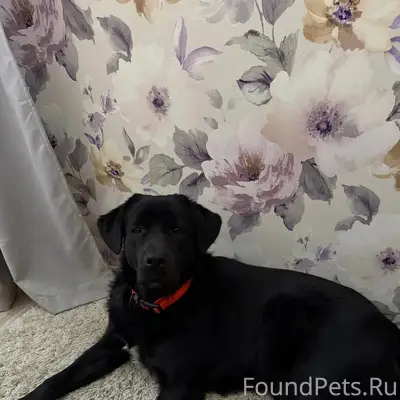 Пропал лабрадор, Горпищенко