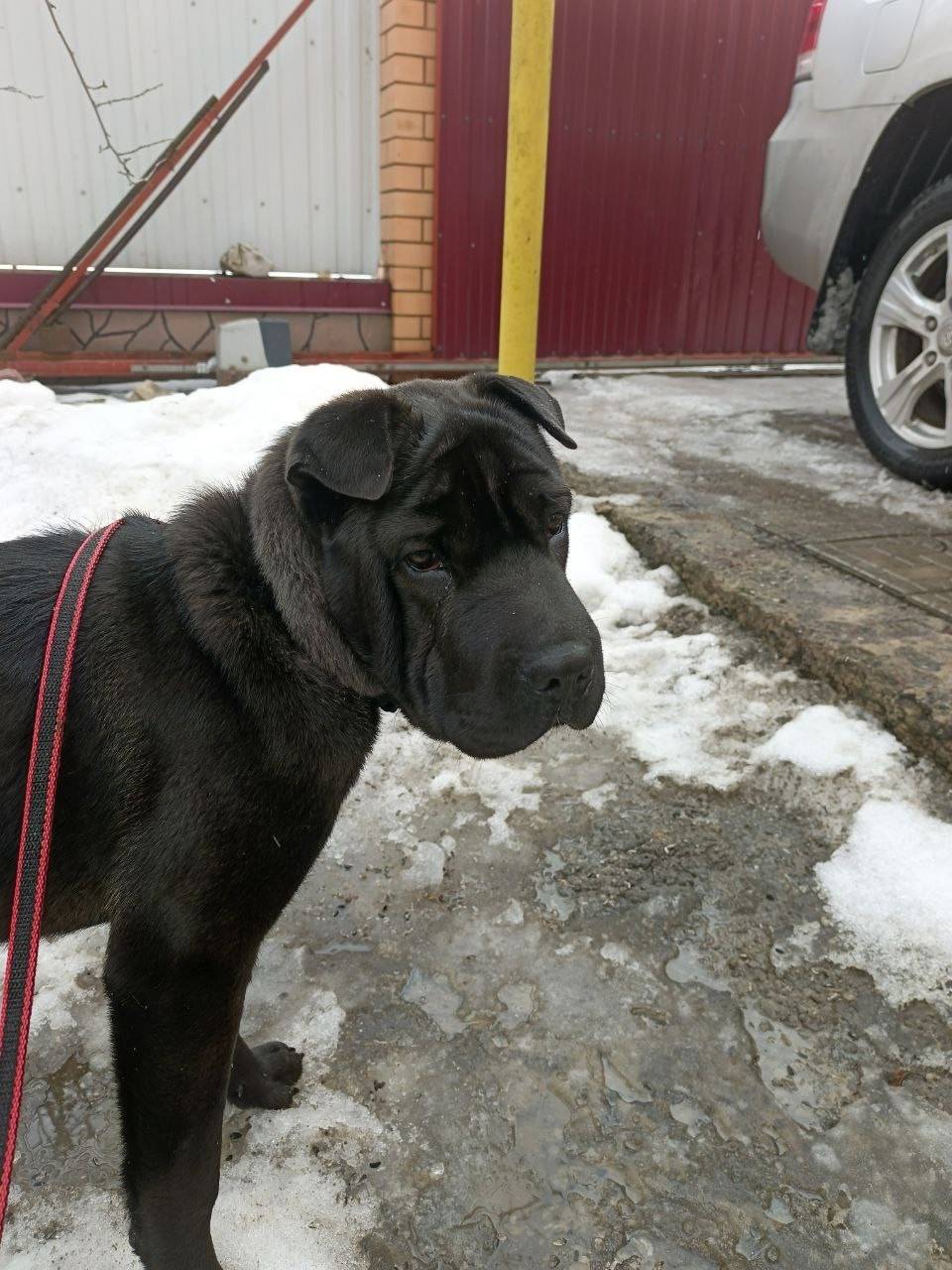 Найден щенок шарпея, Семилуки