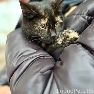 Найден котёнок, ул. Соколова