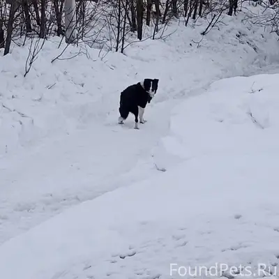 Пропал пёс, Егорьевск, ул. Смычка/1 Мая/Рязанская