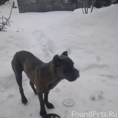 Найден Кане корсо, Наро-Фоминский район