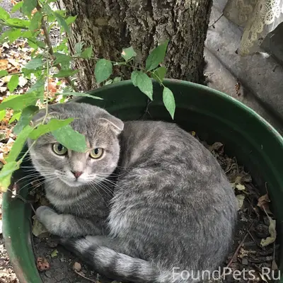 Пропал кот, улица Кирпичная