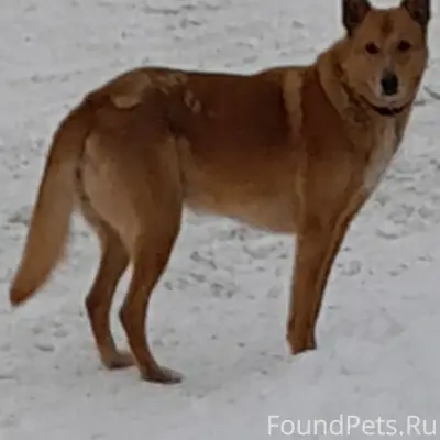Найден рыжий пес без хозяина