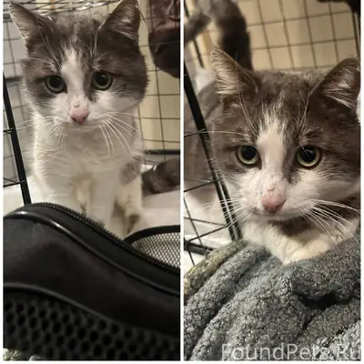 Найден кот, Воронцовский парк