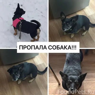 Пропала небольшая собака, Советский район