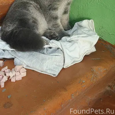 Найден кот, улица Декабрьских Событий, 86