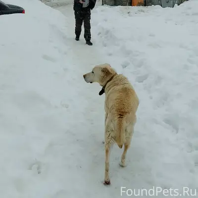 Найден крупная собака, Северный