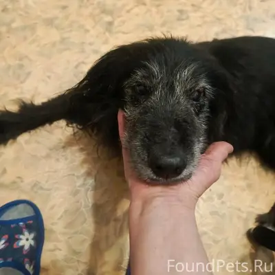 Пропала собака Берта, Свердлова 37