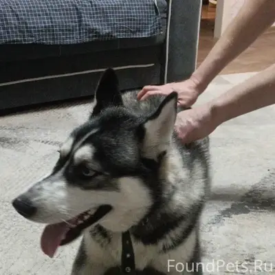 Найден тип собака, Пономаренко 4