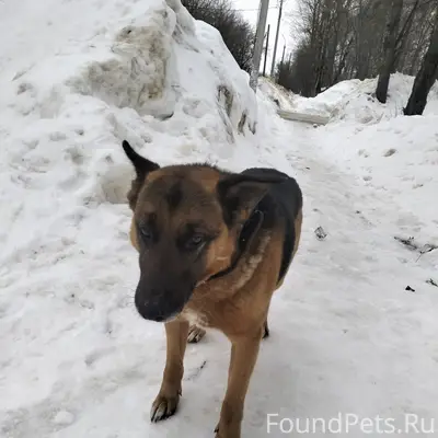 Пропала овчарка, Квартал 5/15