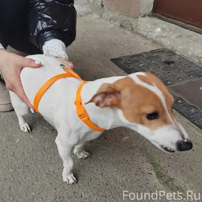 Найден тип собака, село Раздольное