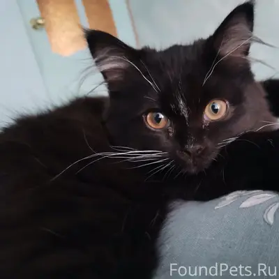 Найден котёнок, подъезд