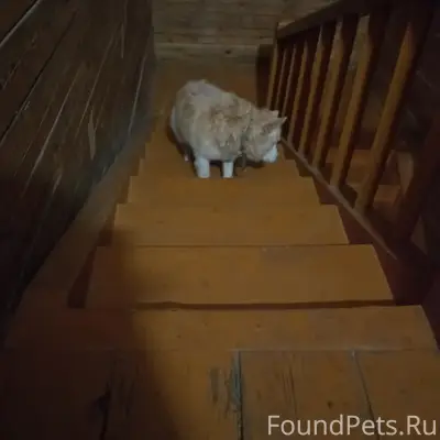 Пропала собака, нуждается в помощи