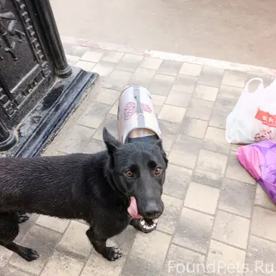 Найден пёс, чёрный с белым, след от ошейника, ул. Пролетарская