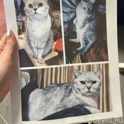 Пропал кот Марти, Щелковское шоссе