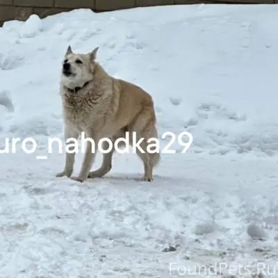 Пропал пёс, Ломоносов, Архангельск