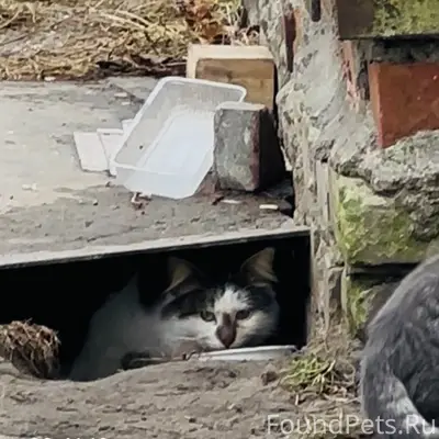 Найден котик, Красноармейская 4