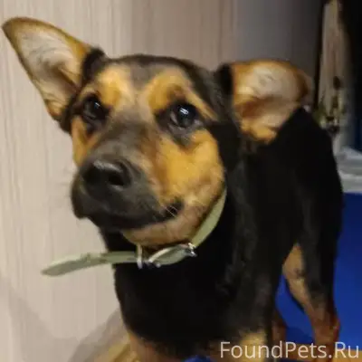 Найден подросток-собака Куколка, г. Иваново