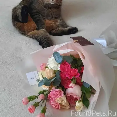 Пропал кот Василий, район Музея на ул. Горького