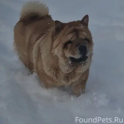 Пропал Чау-Чау Вудик, п. Лукаши