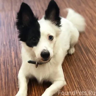 Пропал Бэнни, ст. Шибаново