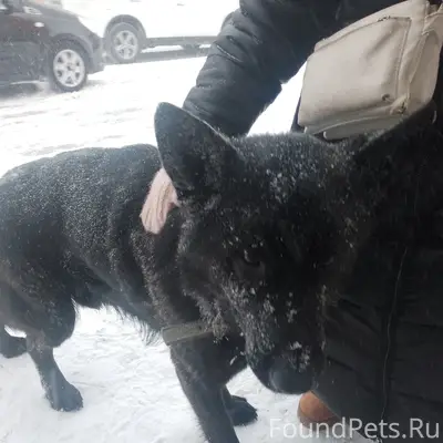Найден черный овчарка, Карла Маркса