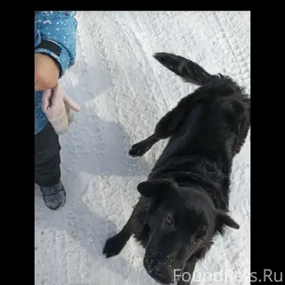 Пропала собака, Машзавод