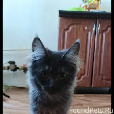 Пропал кот, п. Наровчатка