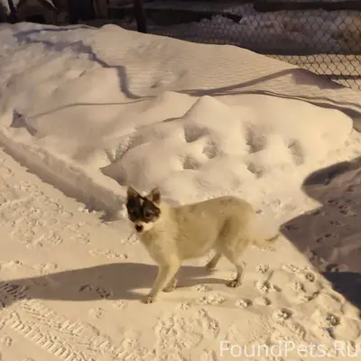 Пропала маленькая собачка Милая крошка, Тагильская