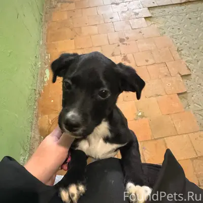 Найден щенок, мкрн Обьгэс, Советский район