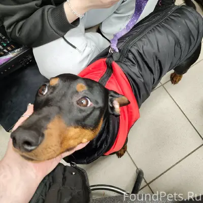 Найден немецкий пинчер с клеймом, Автозаводский район