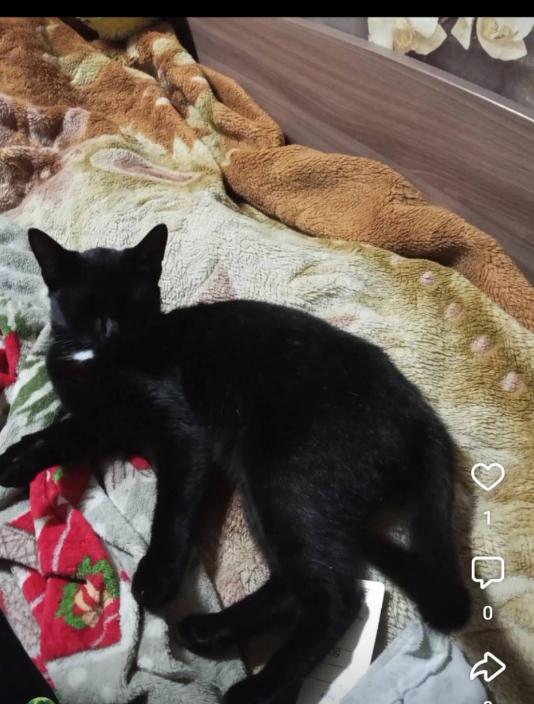 Пропала кошка Муся