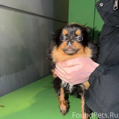 Найден мальчик похож на чихуахуа, Липецк