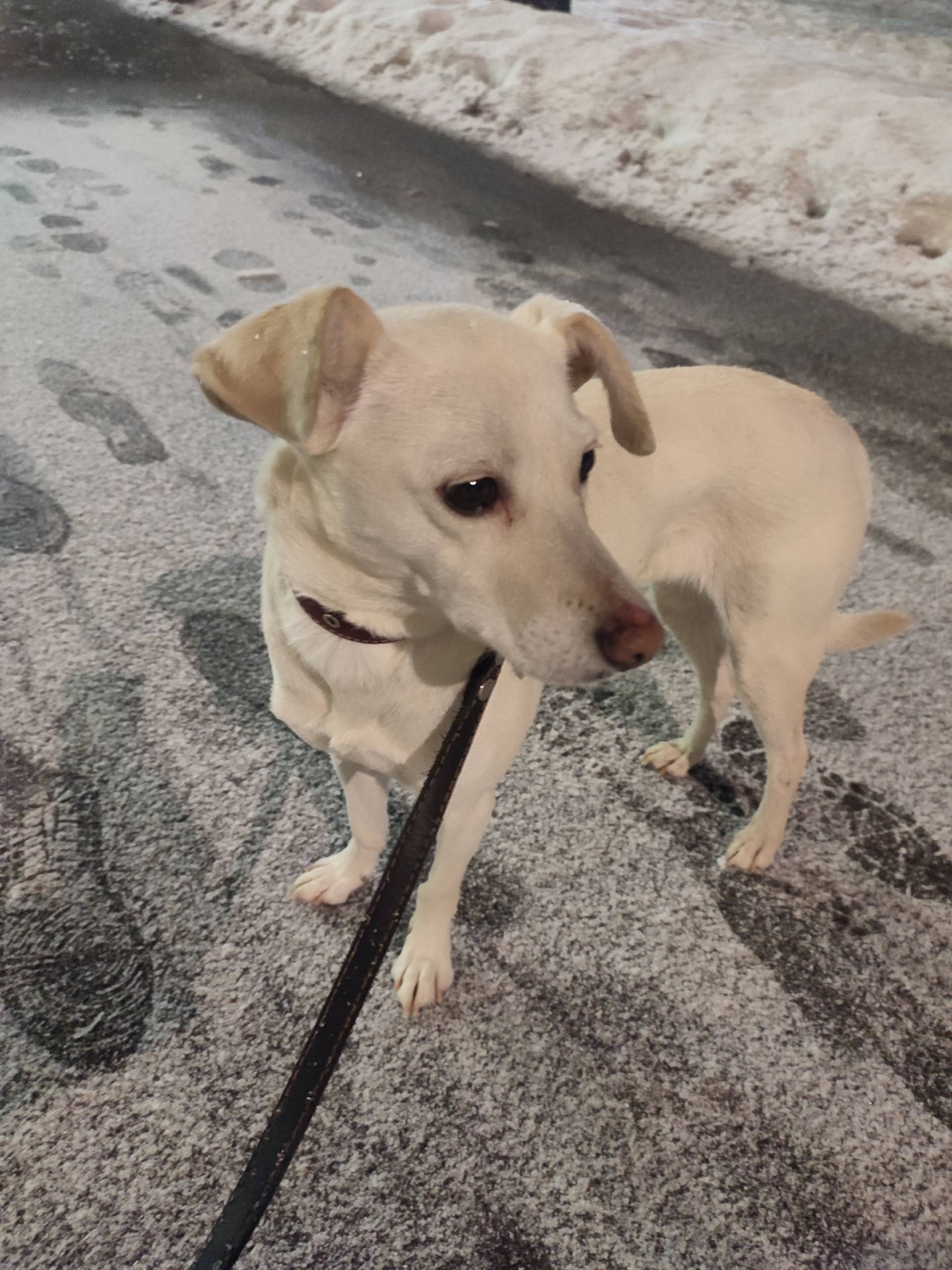 Найден тип собака, Калининский район