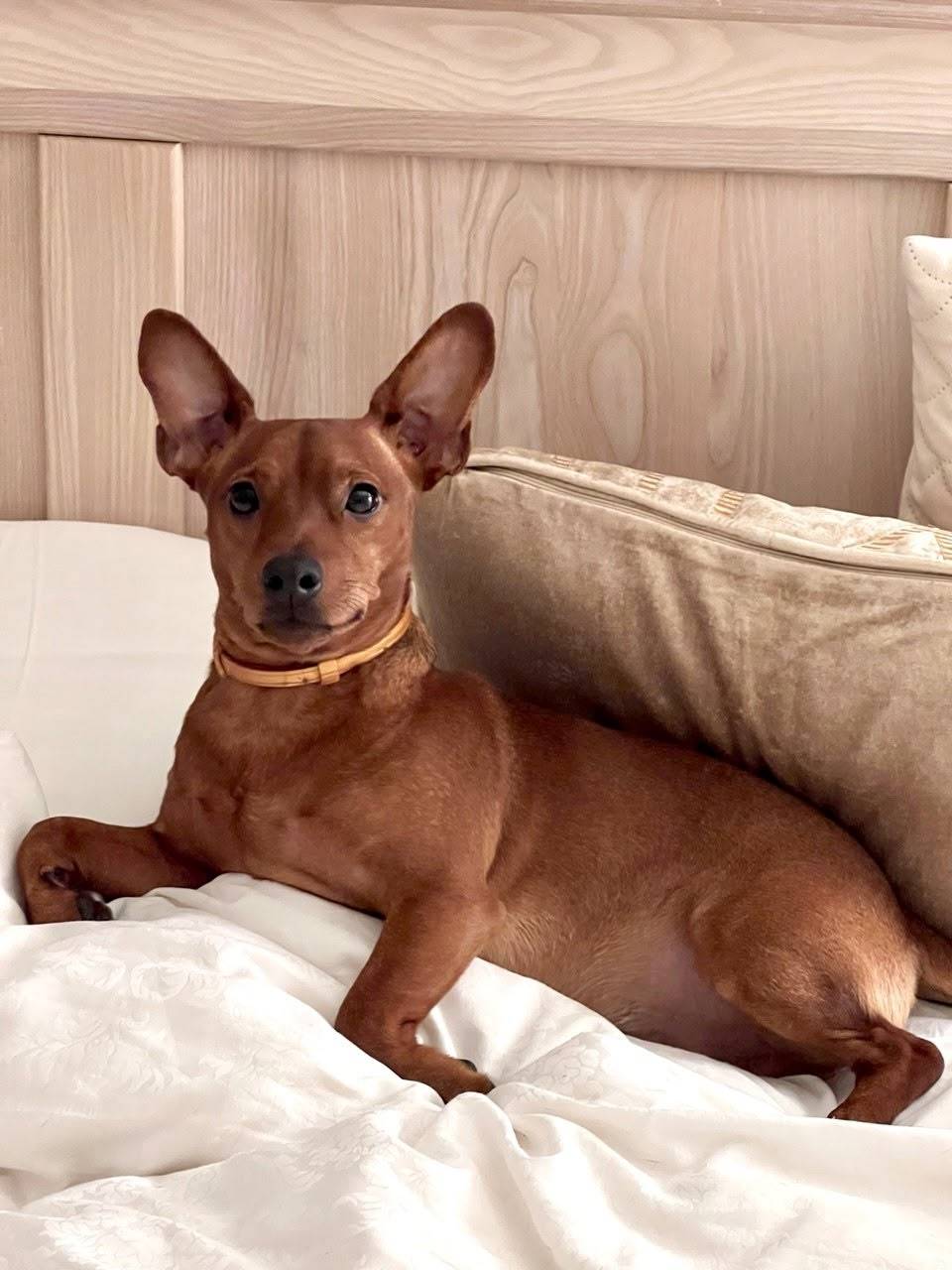 Пропала собака, Левобережная