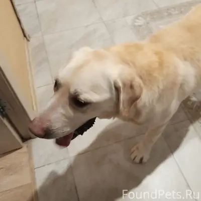 Пропала собака, неизвестно где