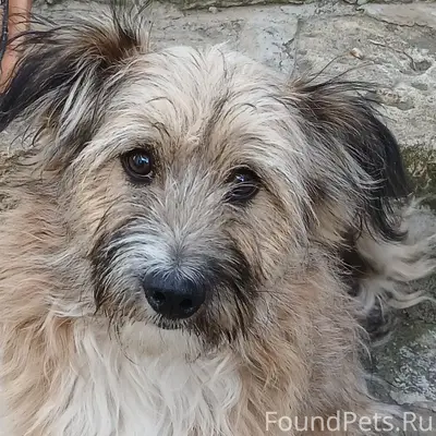 Пропал Фокс, последний раз видели на ул. Будищева