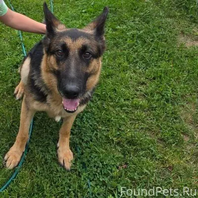 Пропала собака Молли, п. Большие Дворы