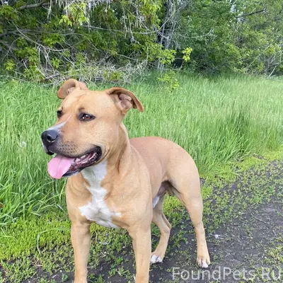 Пропал пёс Арес, Аргаяш