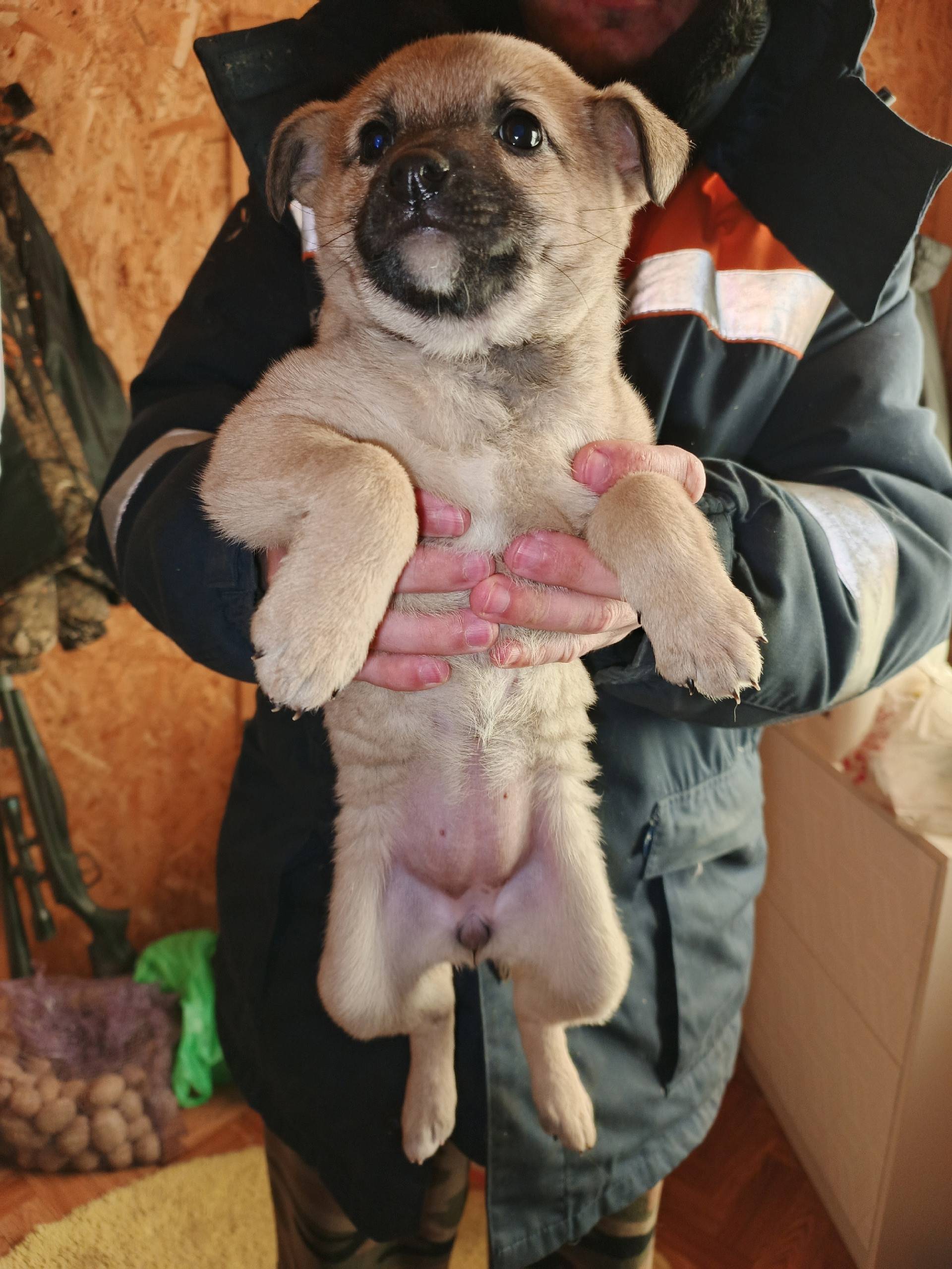 Найден щенок, д. Черничено