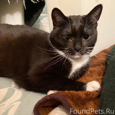 Пропала кошка Шоколадка