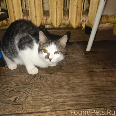 Пропал кот Луна, улица Кирова
