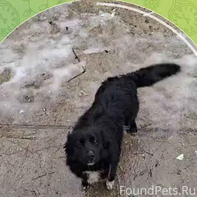 Пропал пёс, Советский район