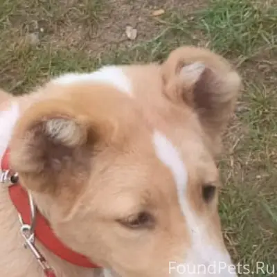 Пропала собака, 