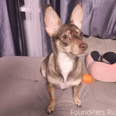 Найден тип собака, район гостиницы Ашкадар