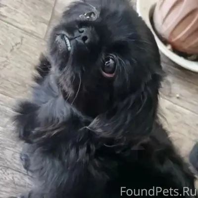 Пропал пекинес, район жд вокзала