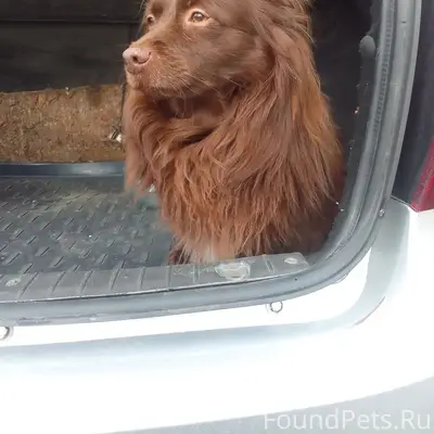 Пропал пёс Миша