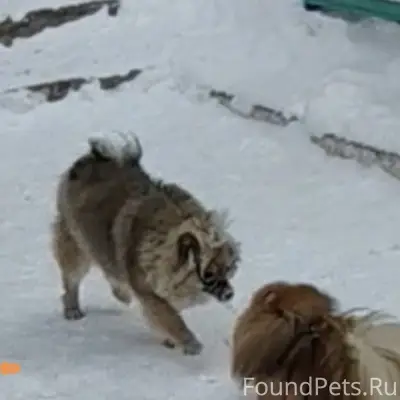 Пропал шпиц, район неизвестен