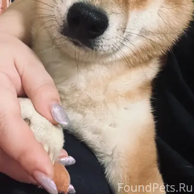 Пропал Сиба Ину Сатоко, район Багратиона, Ленина