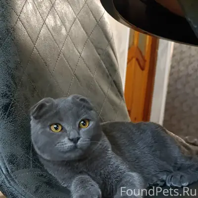 Пропал кот, пересечение Пролетарской и пер. Веселого